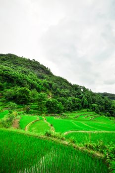 South China, Yunnan - 2011: Rice terraces in highlands of southeastern China, farmhouses, ethnic village. Rice terraces rice paddies Asia, peasant village in mountains China.