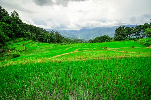 South China, Yunnan - 2011: Rice terraces in highlands of southeastern China, farmhouses, ethnic village. Rice terraces rice paddies Asia, peasant village in mountains China.