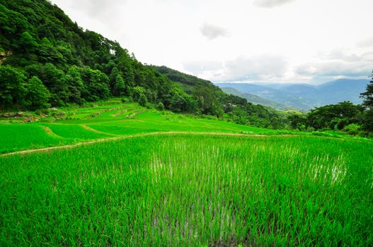 South China, Yunnan - 2011: Rice terraces in highlands of southeastern China, farmhouses, ethnic village. Rice terraces rice paddies Asia, peasant village in mountains China.