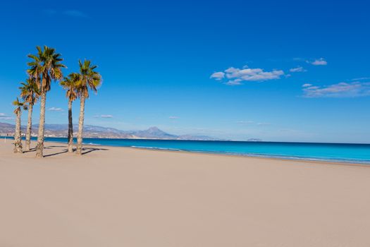 Alicante San Juan beach with palms trees of Mediterranean sea at Spain valencian Community