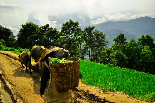 South China, Yunnan - 2011: Rice terraces in highlands of southeastern China, farmhouses, ethnic village. Rice terraces rice paddies Asia, peasant village in mountains China.