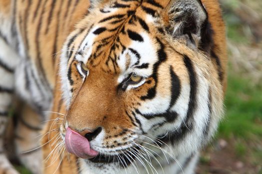 Siberian tiger (Panthera tigris altaica)