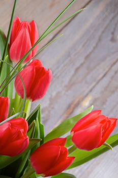 Border Bunch of Spring Magenta Tulips with Green Grass isolated on Rustic Wooden background