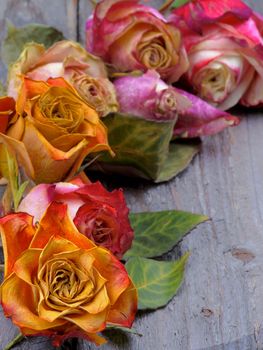 Corner Border of Beauty Colorful Withered Roses with Leafs closeup on Rustic Wooden background