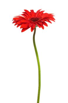 Beautiful red flower on a white background