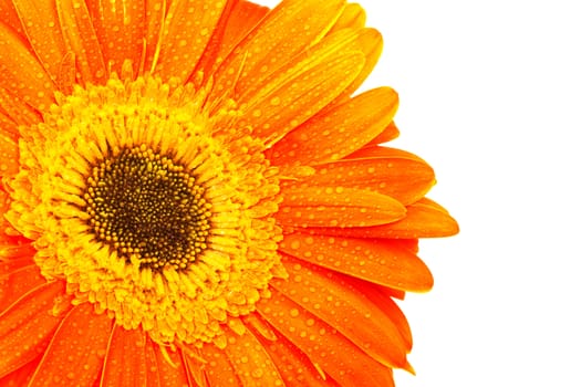 Beautiful orange flower on a white background