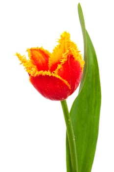 Beautiful red tulip on a white background