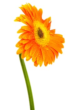 Beautiful orange flower on a white background