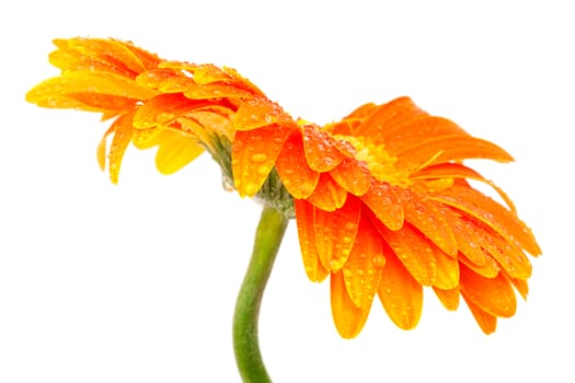 Beautiful orange flower on a white background
