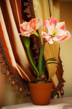 indoor flower on a background of curtains in the apartment