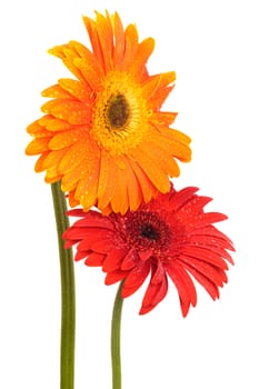 Beautiful two flowers on a white background