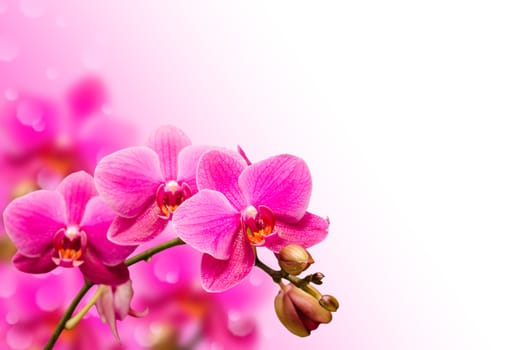 Branch of purple orchid flower on blurred bokeh background with free copyspace place
