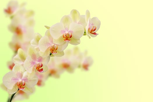 Bouquet of soft toned beige orchid flowers on gradient background