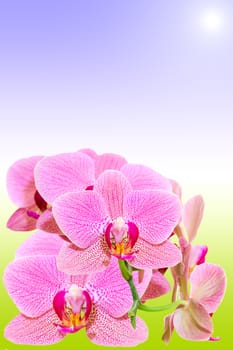 Branch of spotted orchid on natural gradient with copy-space for text