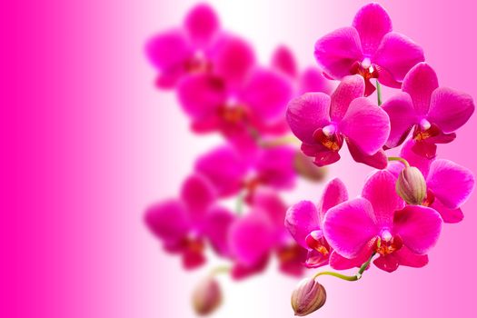 Purple fragile orchids flowers on blurred gradient with free place for your text