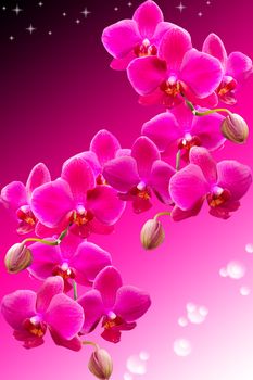 Tropical purple flowers of beautiful orchid on dark gradient background