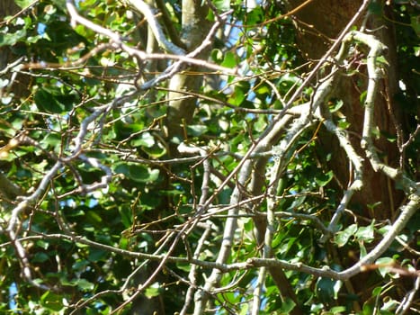 Thin brown twigs and bright green leaves