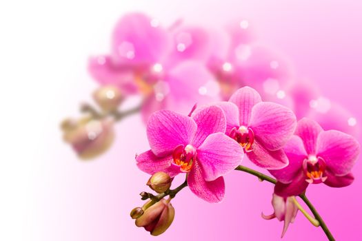Romantic beautiful purple orchid flower on blurred bokeh background 