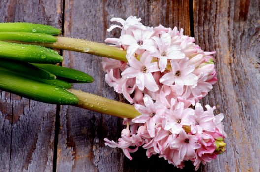 Two Beauty Pink Hyacinths Flowers with Fresh Green Stems and Water Droplets isolated on Rustic Wooden background
