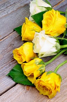 Bunch of Beauty Yellow and White Roses with Leafs isolated on Rustic Wooden background