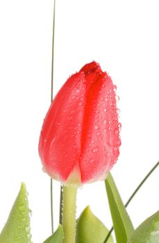 Spring Red Tulip with Green Grass, Leafs and Water Drops isolated on white background