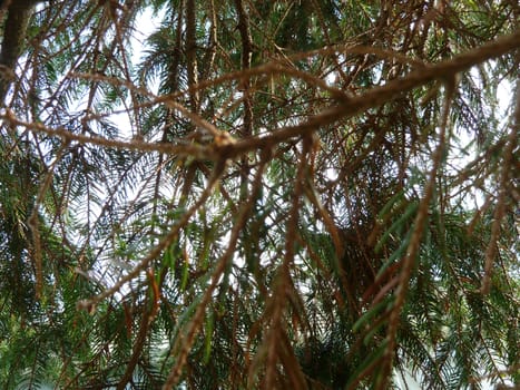 Green and brown fir fronds with a light sky