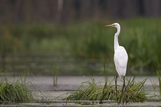 Great Egret in the wild, in a pool