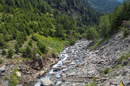 Mountain river flowing at summer forest landscape