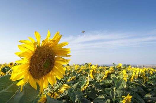 Field of sunflowers and blue sky in the background