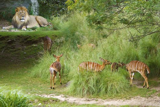 Lion and gazelle