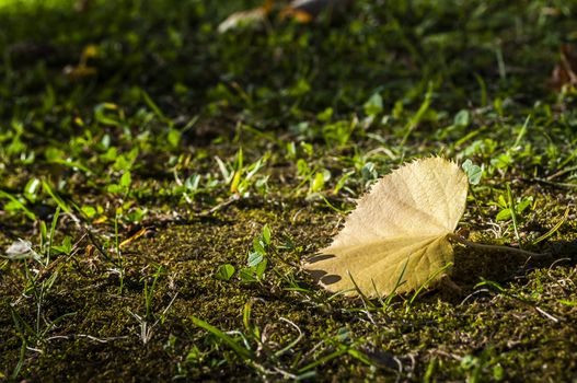 Autumn background with one leaf on the ground and space for text.