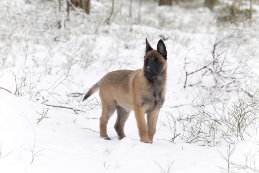 Belgian Shepherd Malinois. Puppy, 11 weeks old, standing on snow in forest.