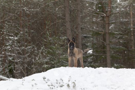 Belgian Shepherd Malinois. Puppy, 11 weeks old, standing on snow in forest.