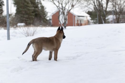 Belgian Shepherd Malinois. Puppy, 11 weeks old, standing on snow in forest.