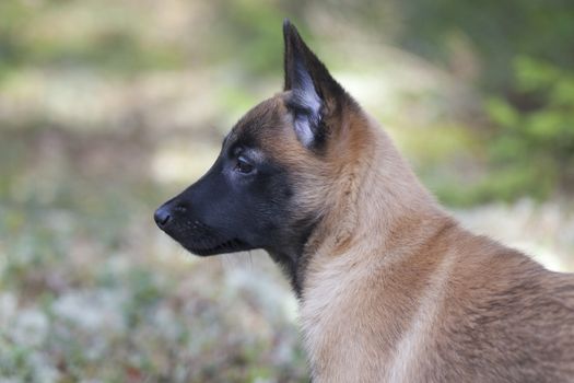 Portrait of Belgian Shepherd Malinois. Puppy, 11 weeks old.