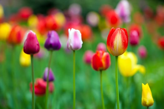 Spring landscape with fresh colorful tulips in the park.