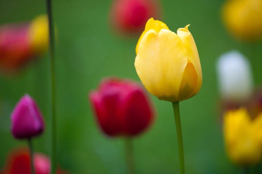 Spring landscape with fresh colorful tulips in the park.