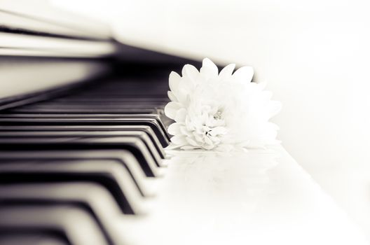 Close-up detail of piano keyboard and beautiful flower in monochrome look