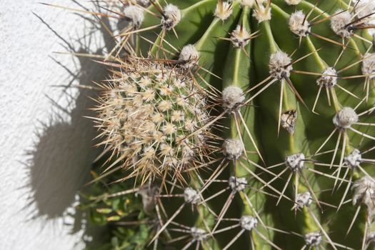 Close up of cactus surface, globe shaped cactus with long thorns 