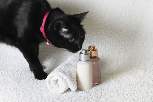 Black cat and the isolated of the shampoo bottle set in spa on white background