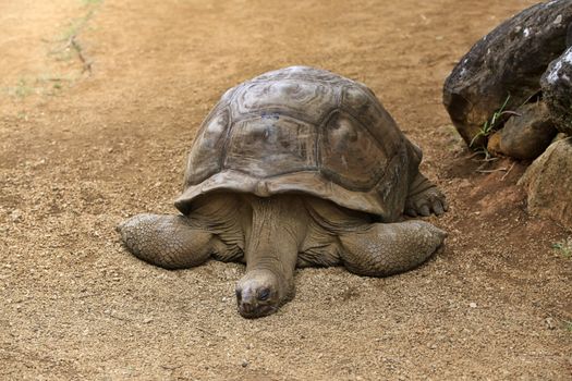 A aldabra giant tortoise (Aldabrachelys gigantea)  in zoo Mauritius