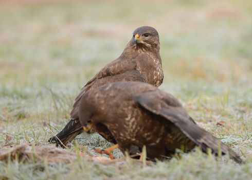 Common buzzards eating meat