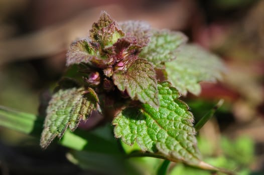 macro shot of small spring nettle sprout with flowers