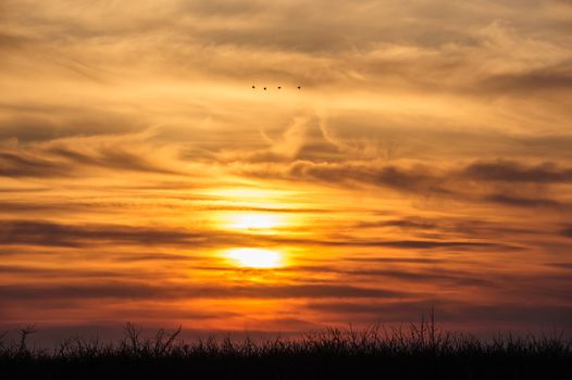 flying storks birds silhouettes on dramatic orange sunset background