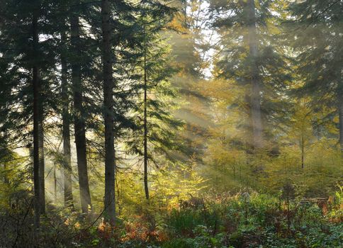 Beautiful sunbeams in pine forest