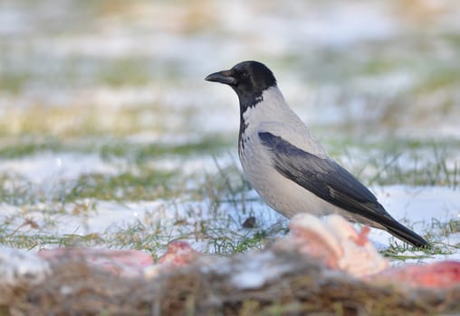 Crow on the ground eating meat