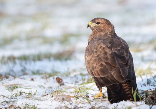 Common buzzard sitting on the winter ground 