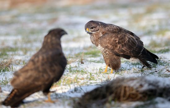 Common buzzards sitting on the winter ground