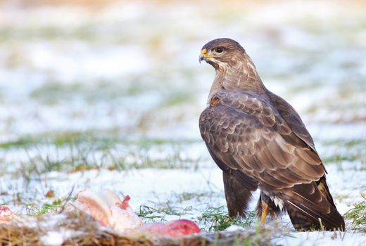 Common buzzard sitting on the winter ground