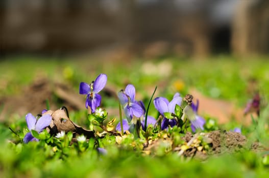 spring ground violets flowers closeup, selective focus